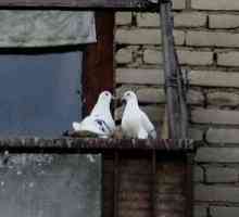 Sperii porumbeii de pe pervaz și balcon: modalități de a