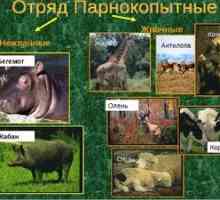 Animale de animale de origine animală: clasa rumegătoarelor