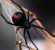 Spider Negru Vaduva - Predator Poisonous