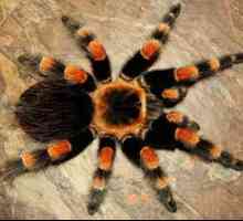 Spider tarantula acasă