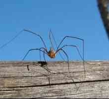 Spider haymaker: descrierea unui păianjen cu picioare lungi