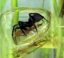 Spider-silverfish - un locuitor neobișnuit de apă