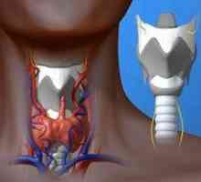 Cartilajul cricoid, nepereche al laringelui: structura și funcțiile acestuia