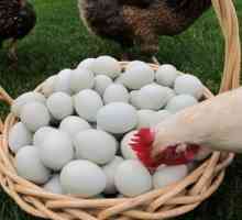 De ce puii își pot mânca ouăle: ce să facă