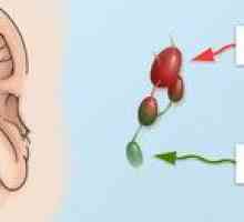 De ce poate fi inflamat ganglionul limfatic în spatele urechii?