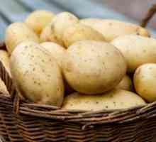 Pregătirea cartofilor pentru plantare: specia și descrierea