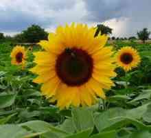 Floarea soarelui este anuală. Unde crește? Cum se înflorește? Care sunt roadele lui?