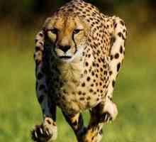 Indicatori ai vitezei ghepard, în cazul în care el trăiește