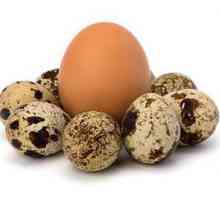 Beneficiile și răul de ouă de prepelite pentru corpul uman