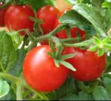 "Miracol de balcon" de tomate: moduri de cultivare și îngrijire
