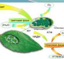 Conceptul de fotosinteză, unde și ce se întâmplă în faza de lumină a fotosintezei