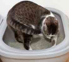 Diareea la pisic: recomandări pentru îngrijire și tratament