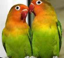 Papagalii sunt inseparabili: trăsături ale speciei, îngrijire și conținut
