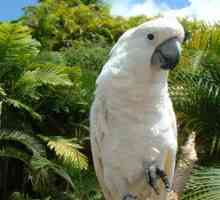 Parrot Cockatoo: o pasăre frumoasă, prieten și prieten