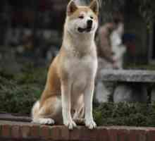Rasă hachiko: o descriere a rasei unui câine din film