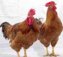 Chicken breed redbroke descriere descriere a afecțiunii
