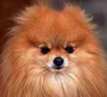 Câine de câine Pomeranian Pomeranian