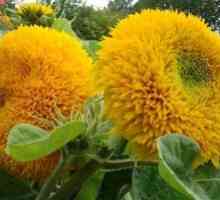 Plantarea de floarea-soarelui decorative din semințe și îngrijirea lor