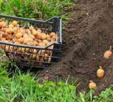 Plantarea și cultivarea cartofilor prin noi tehnologii