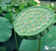 Plantarea și creșterea semințelor de lotus din semințe de acasă
