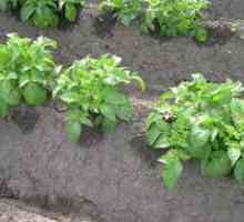 Plantarea cartofilor în crestături. Caracteristicile procedurii