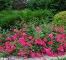 Plantarea de trandafiri de acoperire a solului și caracteristici de îngrijire pentru varietăți…