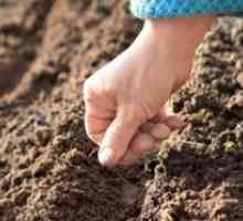Morta de însămânțare: atunci când este mai bine să semene morcovi, prepararea semințelor, îngrijire