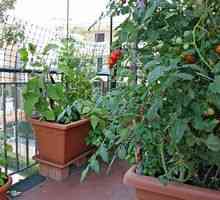 Instrucțiuni pas cu pas despre cultivarea roșiilor pe balcon
