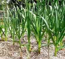 Regulile de creștere a usturoiului și finețea îngrijirii plantelor