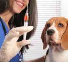 Vaccinări pentru câini. Ce pot face pentru un catelus sub 1 an?