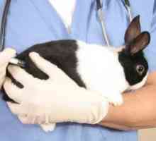 Vaccinări pentru iepuri: ce și când să faceți