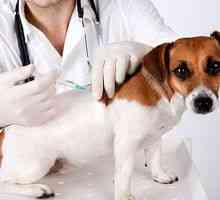 Vaccinarea împotriva rabiei pentru câini