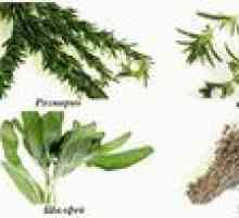 Ierburi condimentate pentru grădină: plantam plantele sub formă de condimente