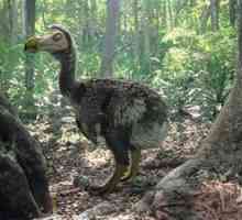 Bird dodo: un loc în ecosistem și motivele pentru dispariția lui dodo