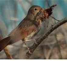 Pisiculă flycatcher: habitat, stil de viață, dietă