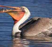 Bird pelican: un mod de viață, locuință, în cazul în care peștele este stivuit