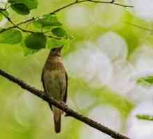Bird nightingale: un mod de viata in cazul in care iernare, reproducere si nutritie