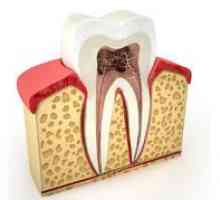 Celuloza dintelui, structura, functiile si metodele de tratament