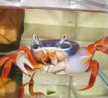 Rainbow crab: întreținere și îngrijire la domiciliu