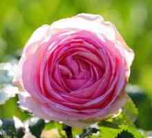 Floarea de floare în grădină - trandafirul Pierre de Ronsard