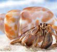 Hermit crab sau hermit crab: descriere