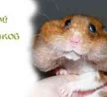 Afecțiuni comune ale hamsterilor Dzhungar