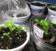 Răsaduri de petunias: când să semene, cum să planteze corect în pământ