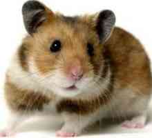Soiuri de hamsteri. Rase, obiceiuri, îngrijirea animalelor