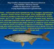 Specii și particularități ale autocolantelor de pește