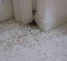 Diferite moduri de a scăpa de furnici roșu în apartament