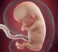 Dezvoltarea fetală în a unsprezecea săptămână de sarcină