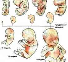 Dezvoltarea fetală în 6 luni de sarcină