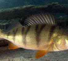 Râul perch: unde locuiește, ce hrănește, cum arată acest pește