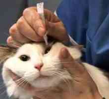 Rinotraheita la pisici: simptome și tratament